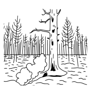 Bosques quemados sierra bermeja